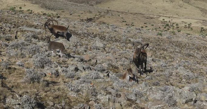 Very rare Walia ibex, Capra walia, one of the rarest ibex in world. Only about 500 individuals survived in Simien Mountains in Northern Ethiopia, Africa