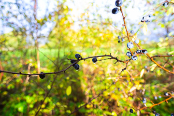 Purple berries after rain