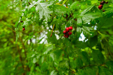 Red Berries after rain