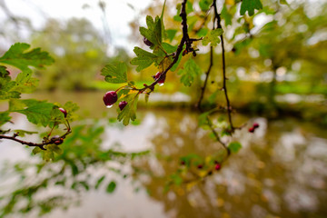 Red cherries after rain