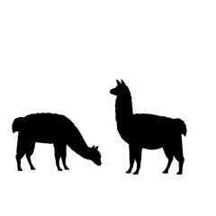 Silhouette of two alpaca llamas. Alpaca Llama family. - obrazy, fototapety, plakaty