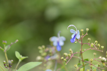 Asian exotic flower with blue blossom and tiny buds