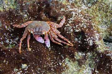 Colorful sea crabs, Thailand, colorful