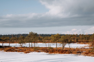 Fototapeta na wymiar Rural winter scenery. Swamp with frozen water and pine tree at sunny day.