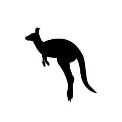 Silhouette of kangaroo. Animal australian wildlife.