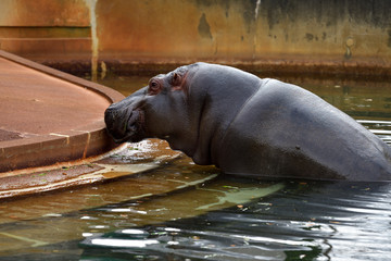 Fototapeta premium 動物園
