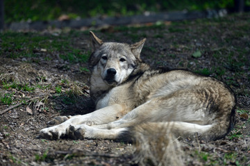 Obraz premium 動物園