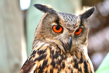 an owl with the orange eyes
