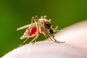 Dangerous Dengue Infected Mosquito Bite on Green Background. Leishmaniasis, Encephalitis, Yellow Fever, Dengue, Malaria Disease, Mayaro or Zika Virus Infectious Culex Mosquito Parasite Insect Macro.