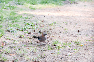 little jaybird looking for food