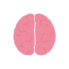 Vector illustration of human brain anatomy 