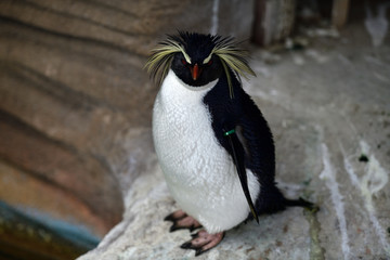 Naklejka premium 動物園