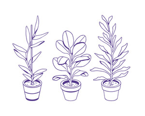 Hand drawn houseplants isolated on a white background. Vector collection for creative design of posters, cards, banners, invitations, websites, etc.