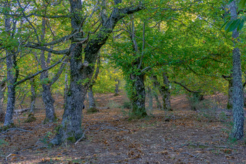 bonito bosque mediterráneo en el sur de España, Andalucía