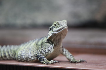 Reptil Echse Nahaufnahme