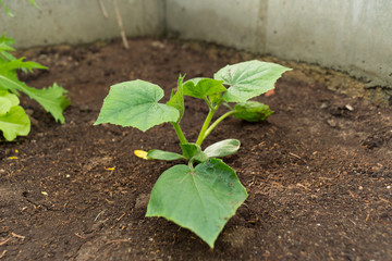 Young plant of rijpende courgette zucchini.