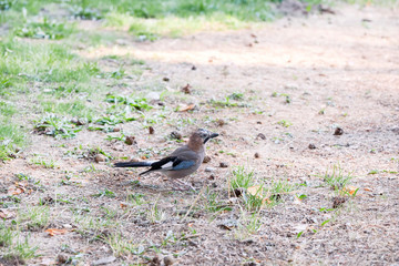 little jaybird looking for food
