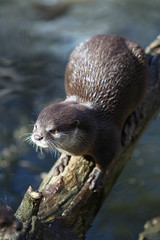 Otter auf einem Ast über dem Wasser