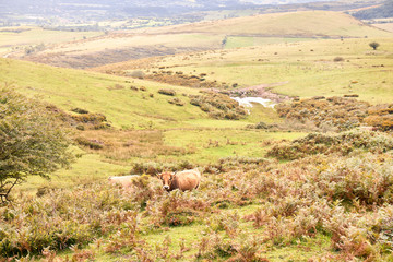 Obraz premium group of cows grazing on large green pastures