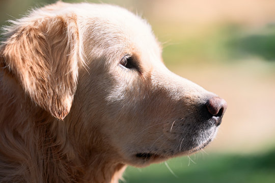 portrait of a beautiful golden retriever dog