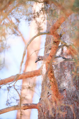 little jaybird looking for food