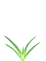 Aloe sprout with roots.