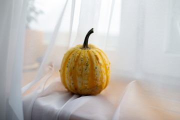 Yellow pumpkin on the white background