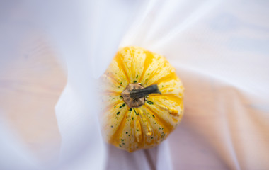 Yellow pumpkin on the white background