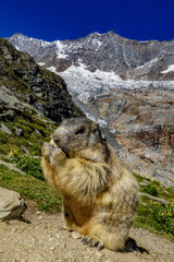 Murmeltier Porttriat Saas Fee Schweiz 