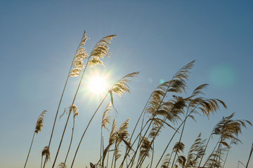 Winter landscape with dry reeds against blue sky and sun at noon. Beautiful natural scenic background