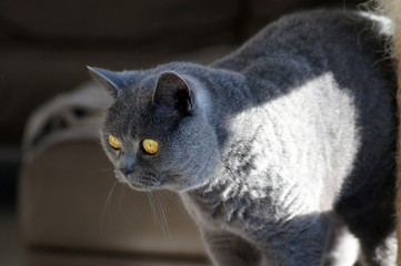 Britisch Kurzhaar Kartäuser Katze Ordo Cartusiensis