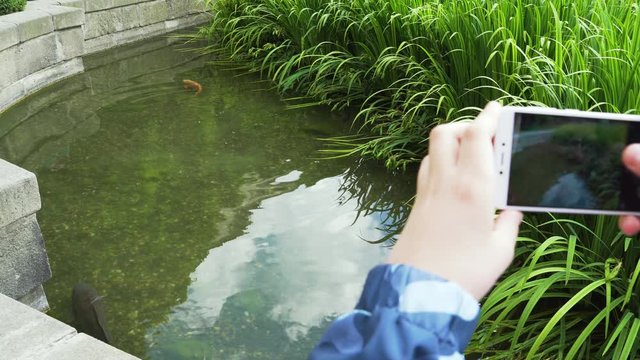 Life nature - photography on device. The boy takes pictures with his phone of carps of fish swimming in the pond and a little duckling nearby. Animal in wildlife. Millennials children concept.