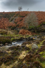 Fototapeta na wymiar Moorland stream in Autumn in Northumberland, UK