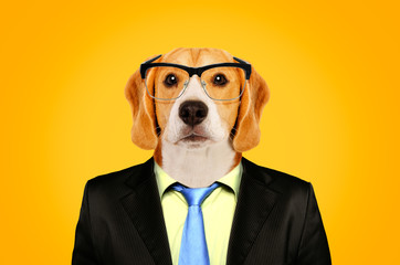 Portrait of a Beagle in a business suit and glasses on a yellow background