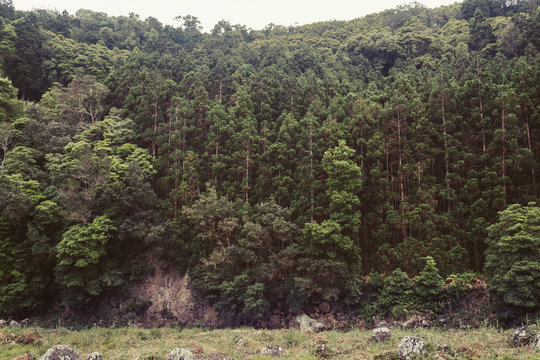 coniferous forest background on Azores island