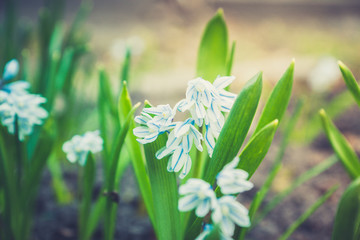 Blue scilla (Scilla siberica) blooming in the garden. Shallow depth of field. Selective focus.