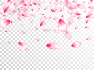 Spring blossom isolated petals flying