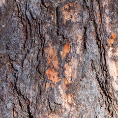 Natural texture of larch tree bark