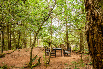 Trail through lush green forest with bench and table in the Netherlands