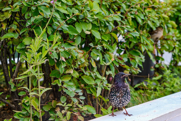 Starling stands on the city curb near a green Bush