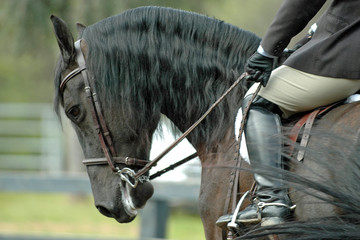 English Horse Show Dressage Blue Ribbon First Place