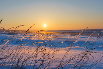 Winter landscape with dry frozen grass on the background of snow covered plain, blue sky and orange sun at sunset. Beautiful natural scenery. Selective focus