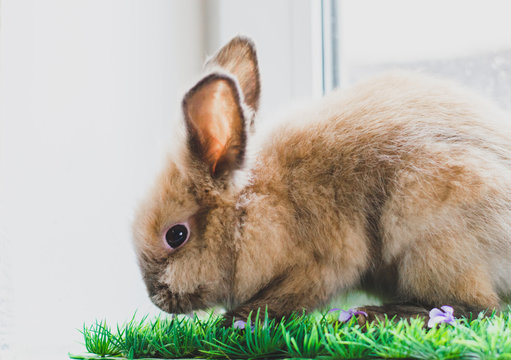 Small bunny on a green grass on light background copy space