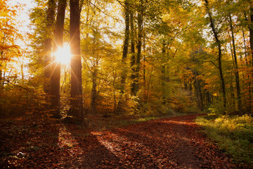Lichtstimmung im Herbst Wald mit bunten Blättern und Sonnenaufgang