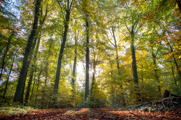 Herbstlicher Laubwald im Sonnenaufgang buntes aus der Natur helles grün Oase der Entspannung