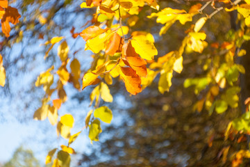 Fototapeta na wymiar golden shining leaves are illuminated by the sun