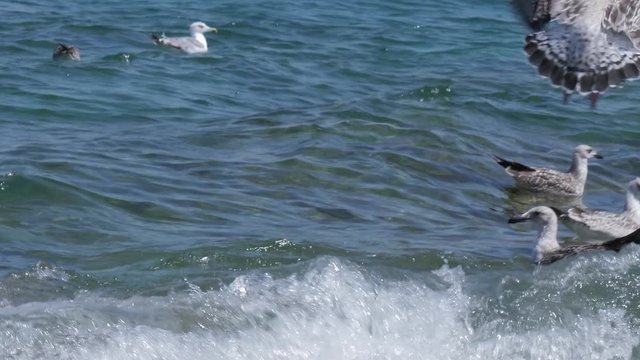 Close up of a flock of black-backed juvenile gulls on the Adriatic Coast in Postira