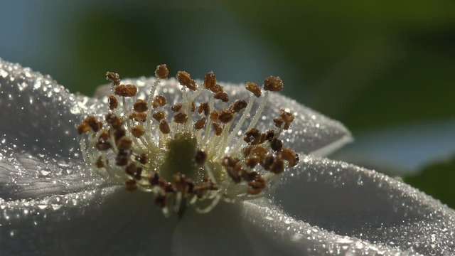 White wild Dog-Rose flower Sways all covered with dew drops shining in  summer sun, Macro view flower Rosa canina in meadow