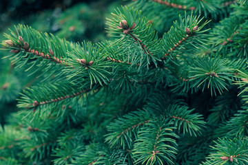 Green fir tree branch. Evergreen, fir coniferous background. Spruce branch. Frame of pine needles. Pine-tree. Christmas mockup with fir branches. New Year template.