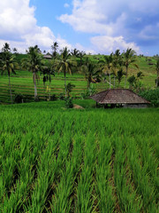 Fototapeta na wymiar View of the green rice fields in Bali